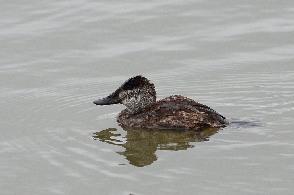 Duck, Ruddy, 2013-01053113 Estero Llaano Grande State Park, TX.JPG - Ruddy Duck. Estero Llano Grande State Park, TX, 1-5-2013